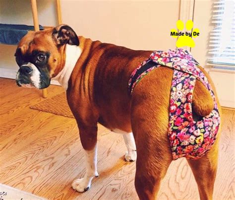 dog panties